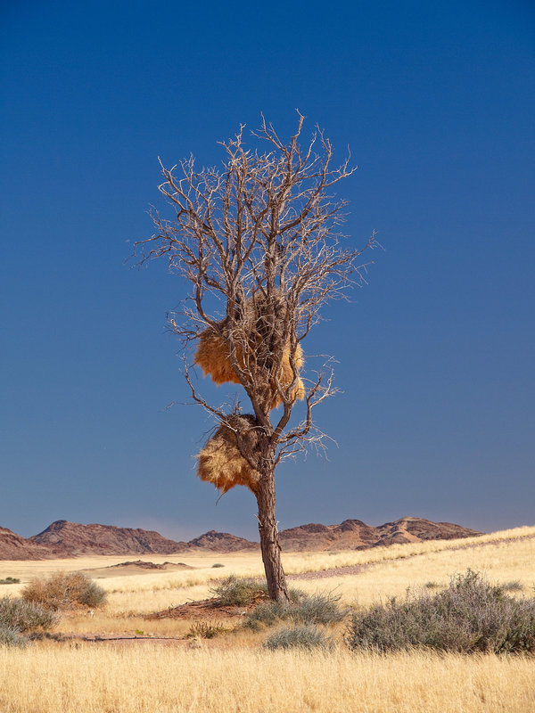 Weaver bird, Namib Desert